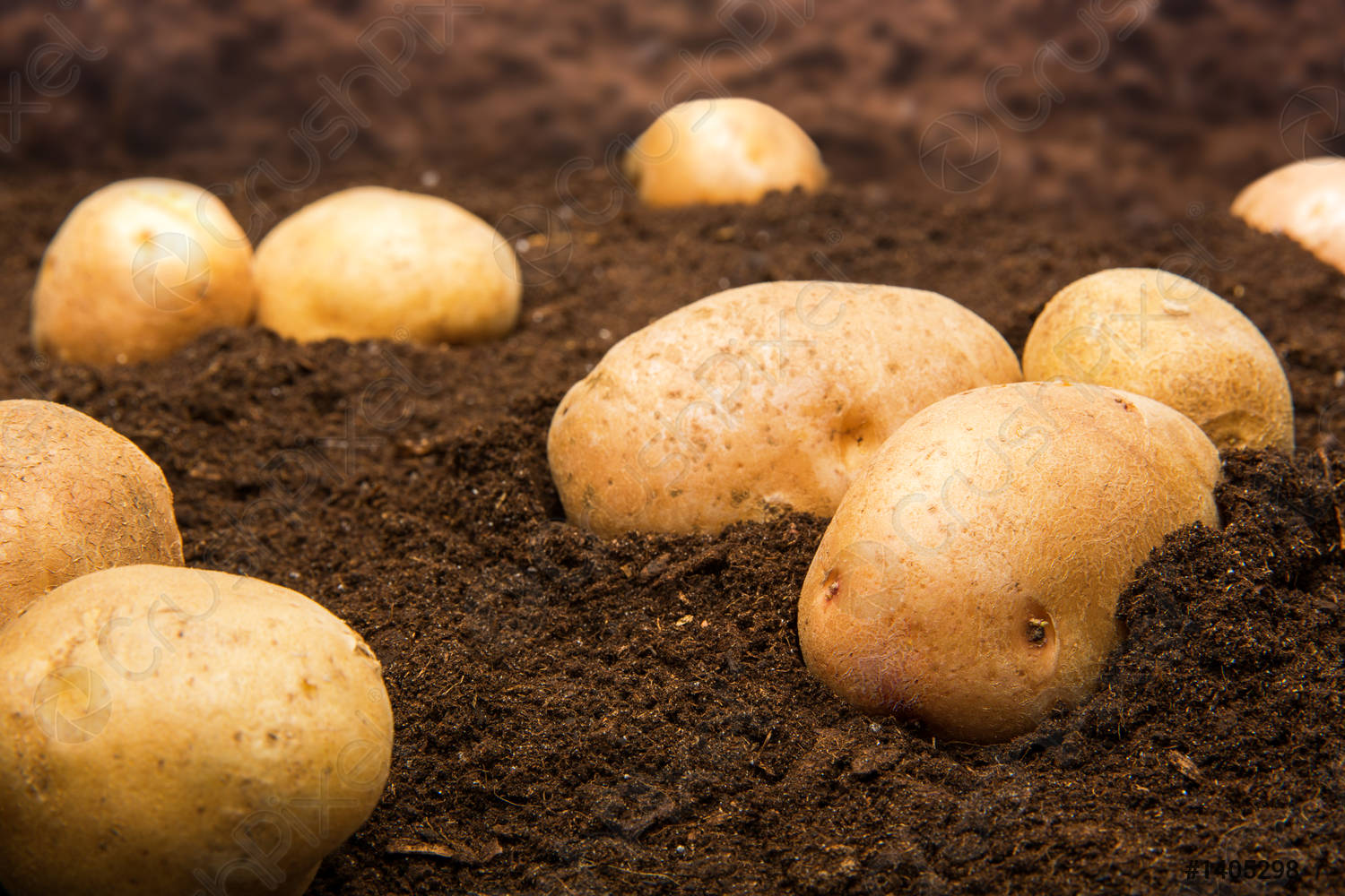 Сорт картофеля сынок фото. Картофель. Картофель в огороде. Картошка растет. Картофель устойчивый к парше.